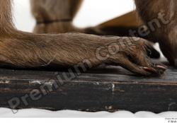 Foot Monkey Animal photo references